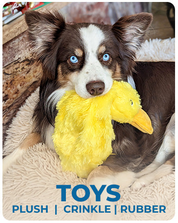 Duck Plush Dog Toy (Squeaky)