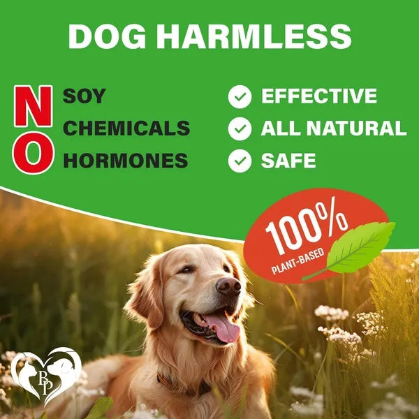 Hip & Joint Support Chews for Dogs