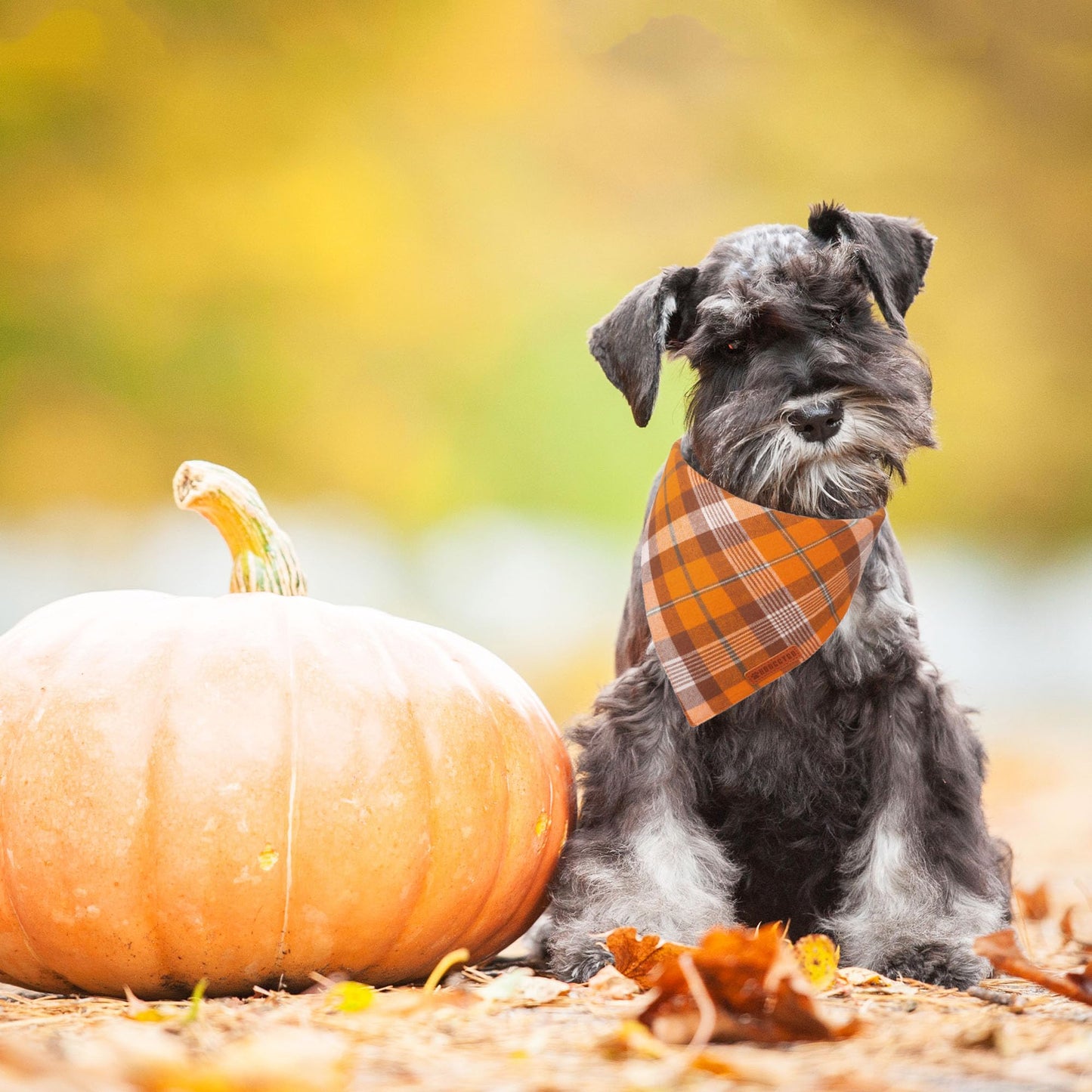 ADOGGYGO Halloween Dog Bandana